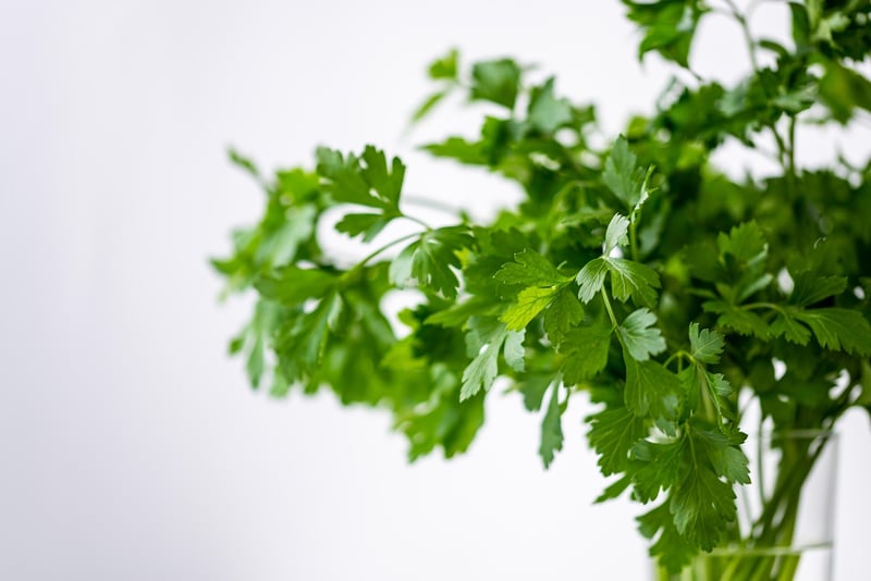 Indoor Herb Garden